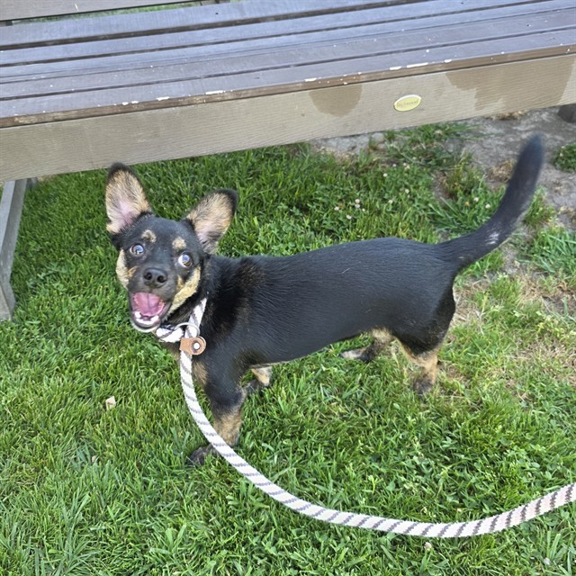 Shelter Stray Male Dog last seen Near BLOCK SOUTH ST CERRITOS, CA, Cerritos, CA 90703, USA
