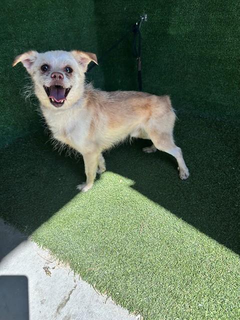 Shelter Stray Male Dog last seen , 5210 W Ave I, Lancaster, CA 93536, USA