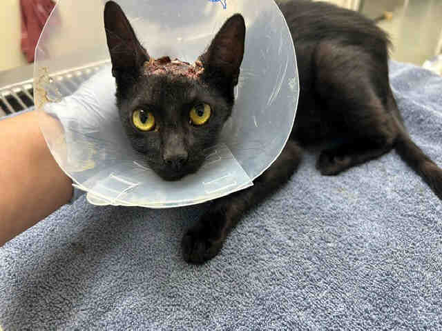 Shelter Stray Female Cat last seen RAINBOW VALLEY BLVD, 2481 Palomar Airport Rd, Carlsbad, CA 92011, USA
