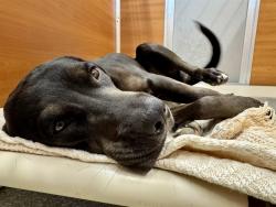 Shelter Stray Female Dog last seen Near BLOCK CHAMPLIN, 1705 S Hanley Rd, Brentwood, MO 63144, USA