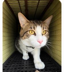 Shelter Stray Male Cat last seen CHARLOTTE, 8315 Byrum Dr, Charlotte, NC 28217, USA