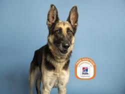 Shelter Stray Male Dog last seen MARYLAND AVE/63RD AVE, 5501 E Van Buren St, Phoenix, AZ 85008, USA