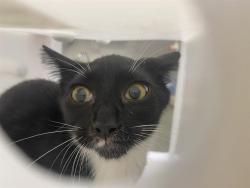 Shelter Stray Male Cat last seen Near BLOCK N 80TH ST, 3839 W Burnham St, West Milwaukee, WI 53215, USA