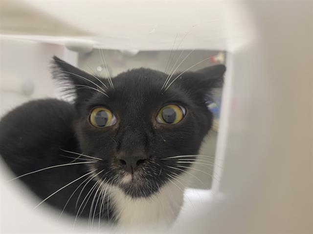 Shelter Stray Male Cat last seen Near BLOCK N 80TH ST, 3839 W Burnham St, West Milwaukee, WI 53215, USA