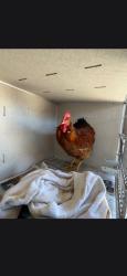 Shelter Stray Male Bird last seen , 11258 Garfield Ave, Downey, CA 90242, USA