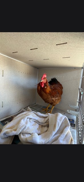 Shelter Stray Male Bird last seen , 11258 Garfield Ave, Downey, CA 90242, USA