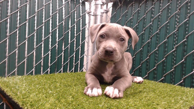 Shelter Stray Female Dog last seen , 11258 Garfield Ave, Downey, CA 90242, USA