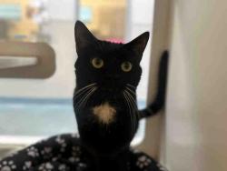 Shelter Stray Male Cat last seen , 5821 Sweetwater Rd, Bonita, CA 91902, USA