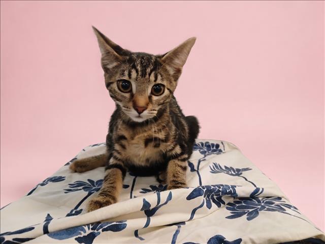 Shelter Stray Female Cat last seen , 1850 W 60th St, Los Angeles, CA 90047, USA