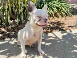 Shelter Stray Female Dog last seen , 5821 Sweetwater Rd, Bonita, CA 91902, USA