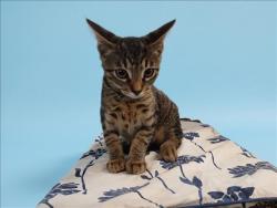 Shelter Stray Male Cat last seen , 1850 W 60th St, Los Angeles, CA 90047, USA