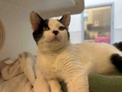 Shelter Stray Male Cat last seen PLACED IN MEDICAL/PICTURE POSTED, 5821 Sweetwater Rd, Bonita, CA 91902, USA