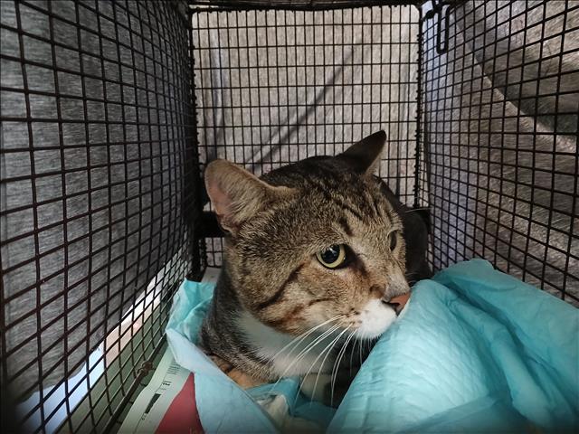Shelter Stray Male Cat last seen , 1850 W 60th St, Los Angeles, CA 90047, USA