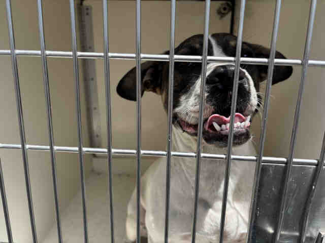 Shelter Stray Male Dog last seen BONITA MEADOWS, 5821 Sweetwater Rd, Bonita, CA 91902, USA