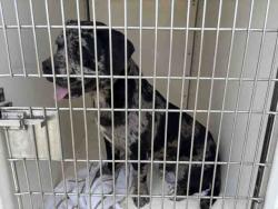 Shelter Stray Male Dog last seen BONITA MEADOWS, 5821 Sweetwater Rd, Bonita, CA 91902, USA