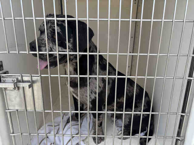 Shelter Stray Male Dog last seen BONITA MEADOWS, 5821 Sweetwater Rd, Bonita, CA 91902, USA