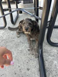 Found/Stray Female Dog last seen El Monte Honda, El Monte, CA 91731