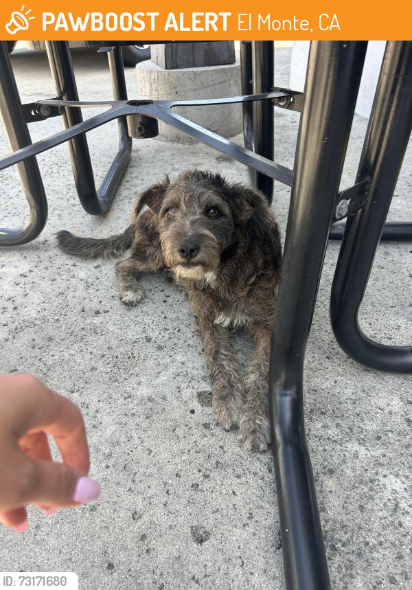 Found/Stray Female Dog last seen El Monte Honda, El Monte, CA 91731