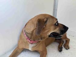 Shelter Stray Female Dog last seen AVOCADO BLVD & 94 FREEWAY, 5821 Sweetwater Rd, Bonita, CA 91902, USA