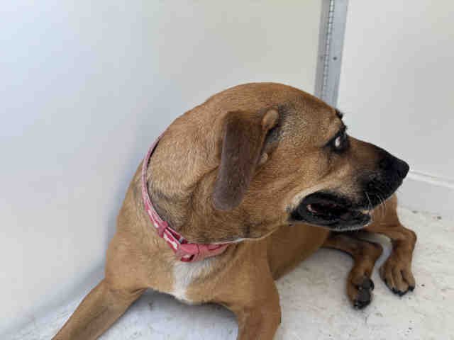 Shelter Stray Female Dog last seen AVOCADO BLVD & 94 FREEWAY, 5821 Sweetwater Rd, Bonita, CA 91902, USA