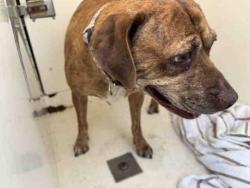 Shelter Stray Female Dog last seen AVOCADO BLVD & 94 FREEWAY, 5821 Sweetwater Rd, Bonita, CA 91902, USA