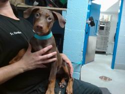 Shelter Stray Female Dog last seen COORS / CENTRAL, 11800 Sunset Gardens Rd SW, Albuquerque, NM 87121, USA