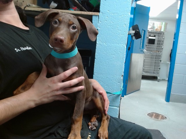 Shelter Stray Female Dog last seen COORS / CENTRAL, 11800 Sunset Gardens Rd SW, Albuquerque, NM 87121, USA