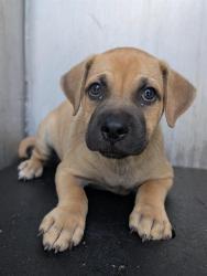 Shelter Stray Male Dog last seen Near BLOCK EDGEMOOR, 4710 TX-151, San Antonio, TX 78227, USA
