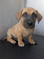 Shelter Stray Male Dog last seen Near BLOCK EDGEMOOR, 4710 TX-151, San Antonio, TX 78227, USA