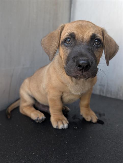 Shelter Stray Male Dog last seen Near BLOCK EDGEMOOR, 4710 TX-151, San Antonio, TX 78227, USA