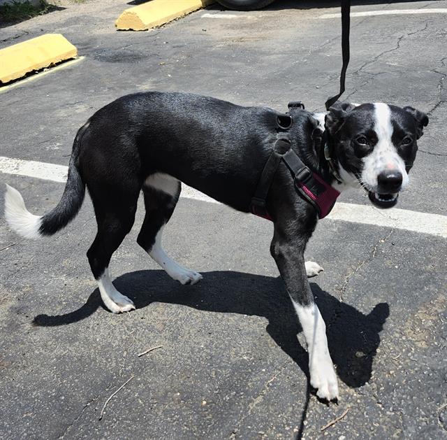 Shelter Stray Female Dog last seen Near BLOCK FAIRDALE, 4710 TX-151, San Antonio, TX 78227, USA
