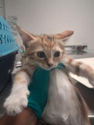 Shelter Stray Female Cat last seen PETSMART OSWELL, BAKERSFIELD, 201 S Mt Vernon Ave, Bakersfield, CA 93307, USA
