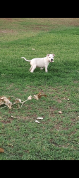 Lost Female Dog last seen Broadway and prudence/ 22nd and prudence, Tucson, AZ 85710