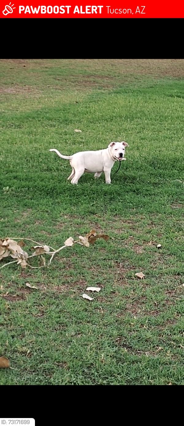 Lost Female Dog last seen Broadway and prudence/ 22nd and prudence, Tucson, AZ 85710