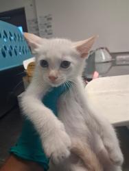 Shelter Stray Male Cat last seen PETSMART OSWELL, BAKERSFIELD, 201 S Mt Vernon Ave, Bakersfield, CA 93307, USA