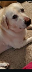 Shelter Stray Male Dog last seen ST CHARLES CO, 4850 Mid Rivers Mall Dr, St Peters, MO 63376, USA