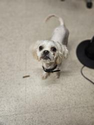 Shelter Stray Male Dog last seen ST PETERS, 4850 Mid Rivers Mall Dr, St Peters, MO 63376, USA