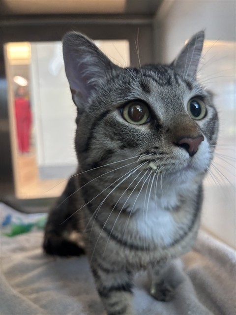 Shelter Stray Male Cat last seen BROADWAY ST, 8311 Freedom Dr, Pearland, TX 77581, USA