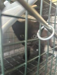 Shelter Stray Unknown Cat last seen GREEN THICKET DR, 8311 Freedom Dr, Pearland, TX 77581, USA