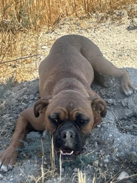 Shelter Stray Unknown Dog last seen SAN JACINTO/DUNLAP, 581 S Grand Ave, San Jacinto, CA 92582, USA