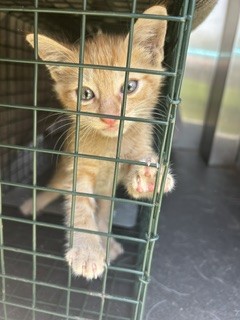 Shelter Stray Unknown Cat last seen GREEN THICKET DR, 8311 Freedom Dr, Pearland, TX 77581, USA
