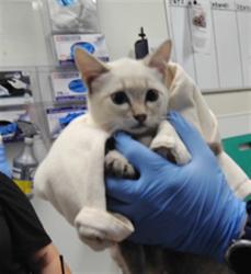 Shelter Stray Female Cat last seen FLORA VISTA, 3001 2nd St SW, Albuquerque, NM 87105, USA
