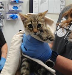 Shelter Stray Male Cat last seen FLORA VISTA, 3001 2nd St SW, Albuquerque, NM 87105, USA