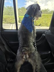 Lost Male Dog last seen Bayshore and selvitz, Port St. Lucie, FL 34983