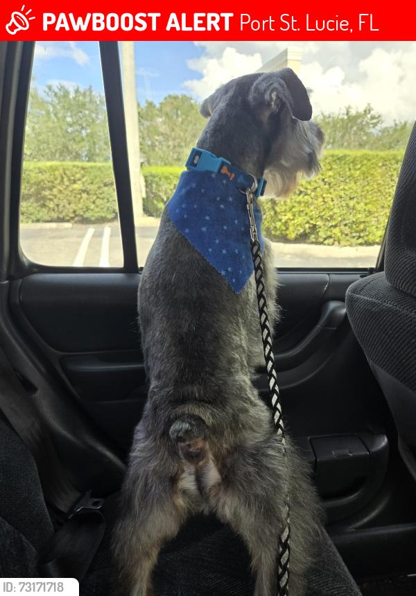 Lost Male Dog last seen Bayshore and selvitz, Port St. Lucie, FL 34983