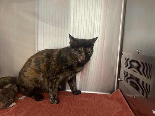 Shelter Stray Female Cat last seen GATEWAY/LINCOLN BLVD, 11232 B Ave, Auburn, CA 95603, USA