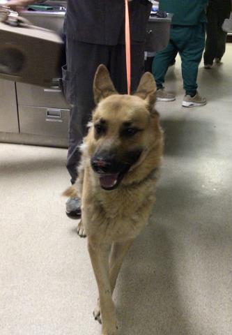 Shelter Stray Male Dog last seen Near BLOCK LIMONITE AVE RIVERSIDE CA 92509, 6851 Van Buren Boulevard, Jurupa Valley, CA 92509, USA