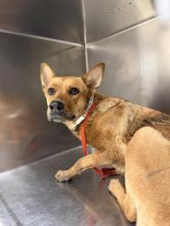 Shelter Stray Female Dog last seen Near BLOCK BELLEGRAVE AVE, JURUPA VALLEY, CA, 6851 Van Buren Boulevard, Jurupa Valley, CA 92509, USA