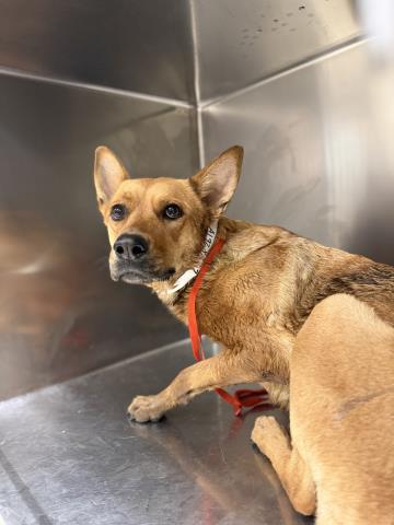 Shelter Stray Female Dog last seen Near BLOCK BELLEGRAVE AVE, JURUPA VALLEY, CA, 6851 Van Buren Boulevard, Jurupa Valley, CA 92509, USA