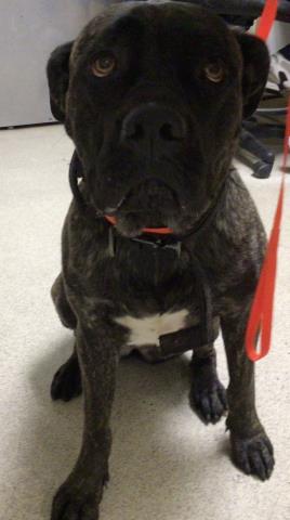 Shelter Stray Female Dog last seen GILMAN SPRINGS RD/ BRIDGE ST, RIVERSIDE CA, 6851 Van Buren Boulevard, Jurupa Valley, CA 92509, USA
